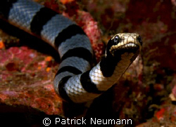 SeaCobra posing for my Canon 400D & 60mm macro lens at Sh... by Patrick Neumann 